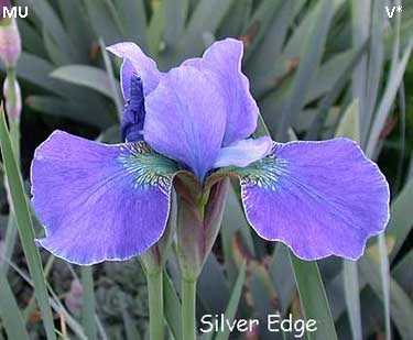 Пассивные способности, которые не блокируются Silver Edge